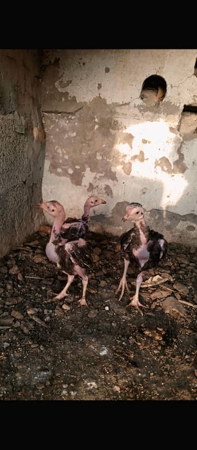 3 Chicks available white java chooze high quality homebreed