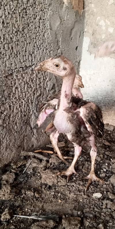 3 Chicks available white java chooze high quality homebreed