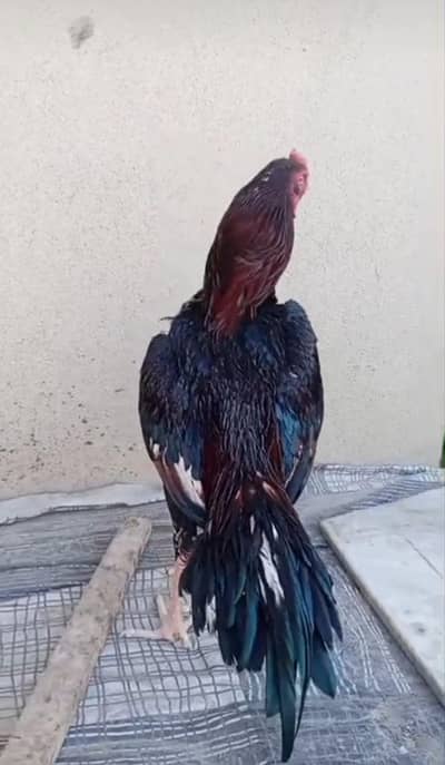 Lakha aseel patha available