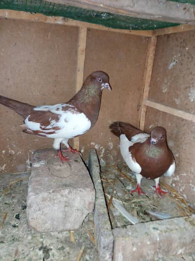 lal khal guldar  kalyara.  breeder pair