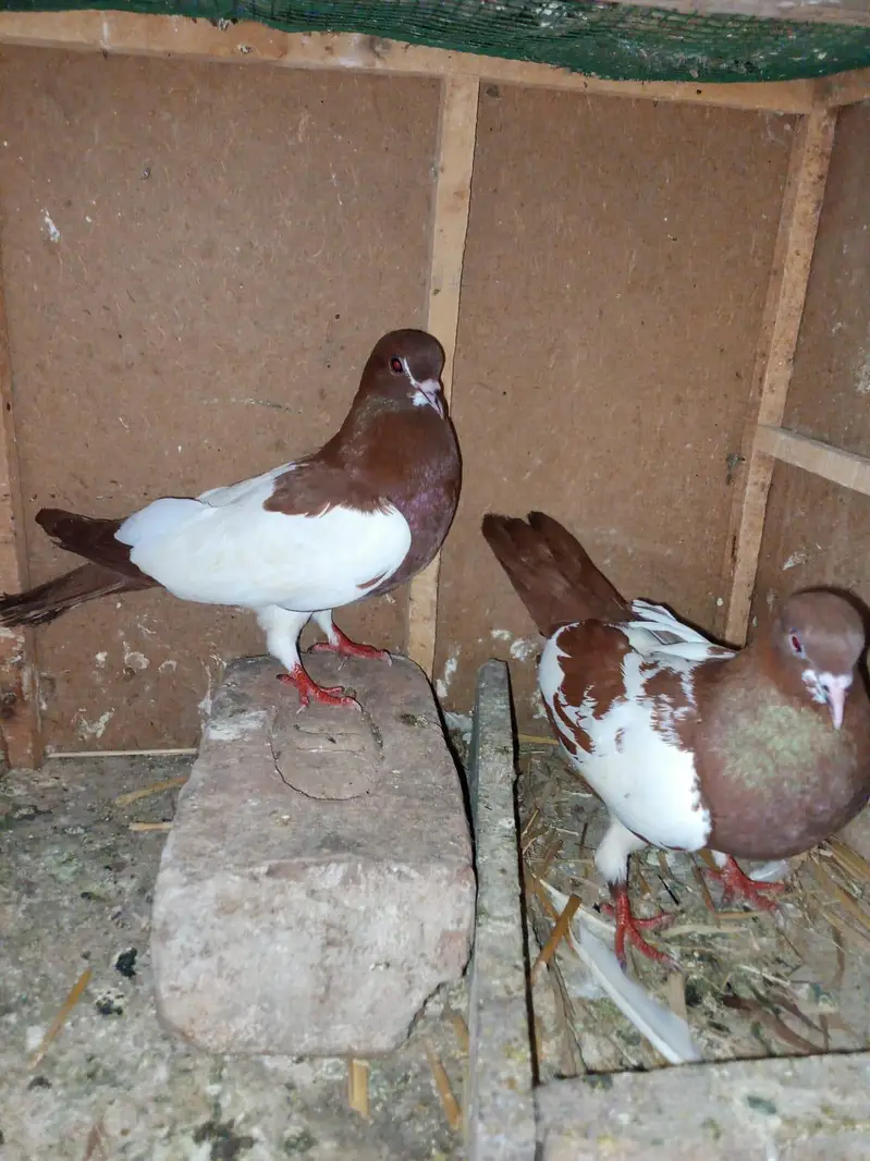 lal khal guldar  kalyara.  breeder pair — photo 2