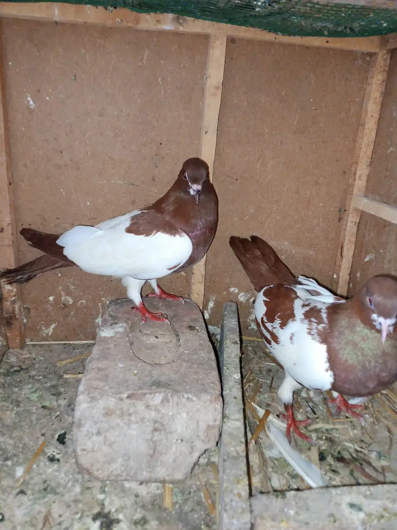 lal khal guldar  kalyara.  breeder pair — photo 5