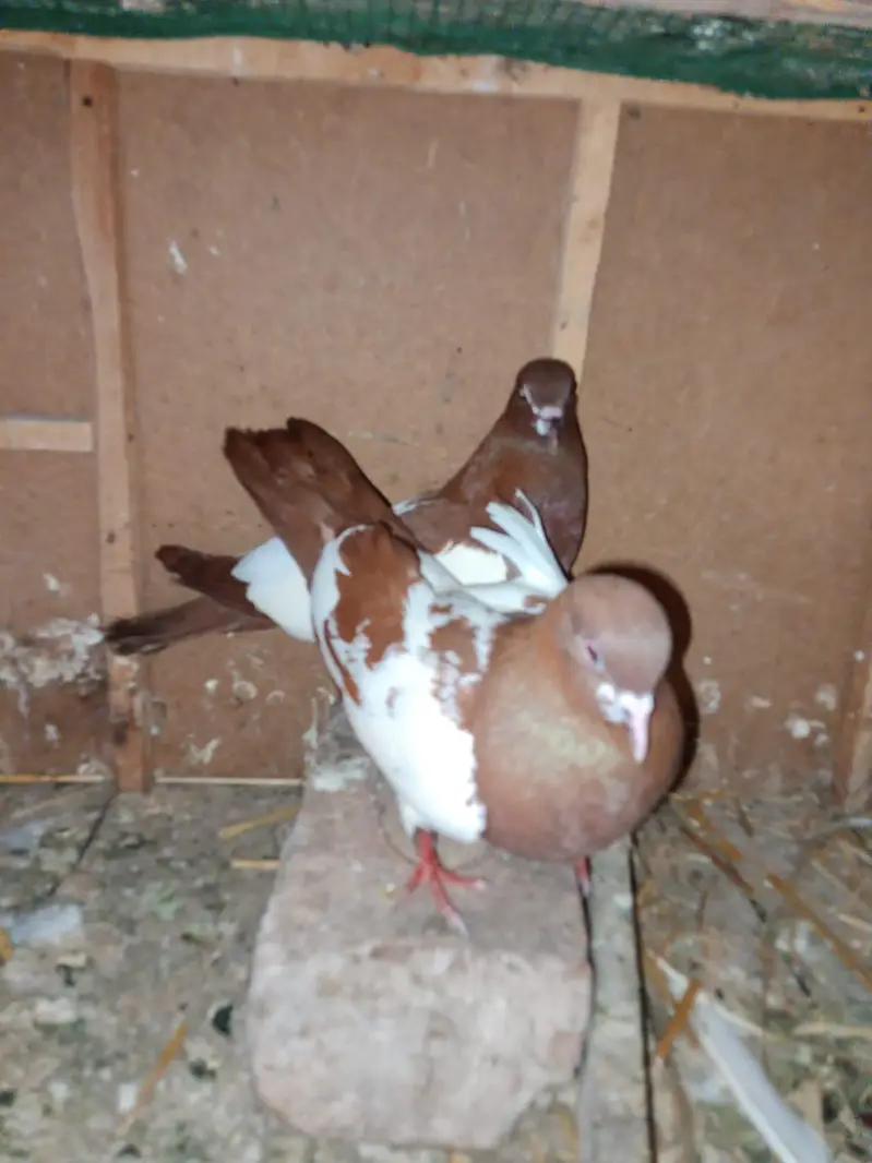 lal khal guldar  kalyara.  breeder pair — photo 7