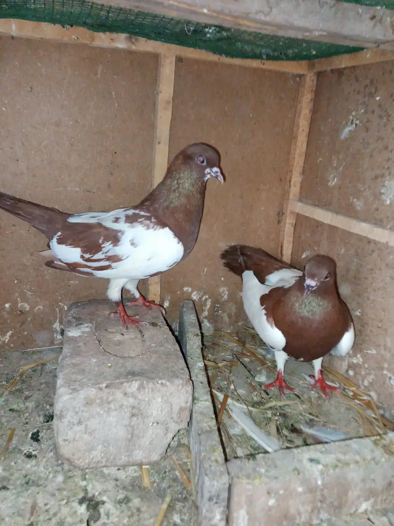 lal khal guldar  kalyara.  breeder pair — photo 8