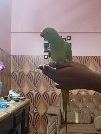Two Raw Parrot  with Cage- Nick name(Guddi & Coco) with Two Cage)