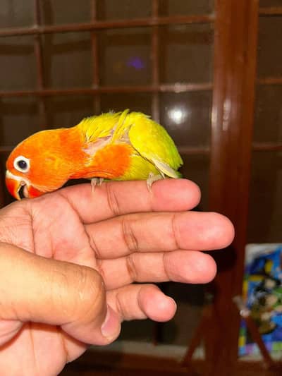 my little lovebirds looking for a new shelter