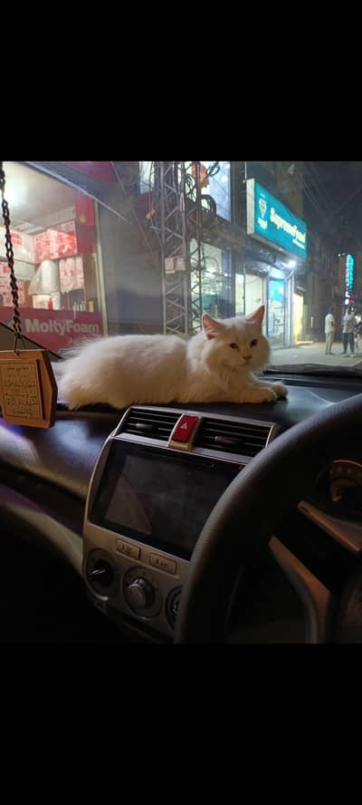 Persian Cat