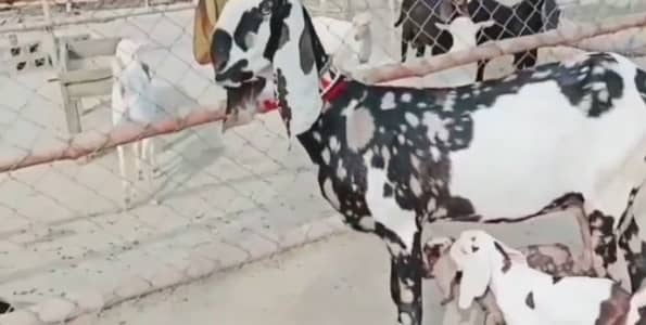 2 bachoon ke Sath bakri for sale 03102729869