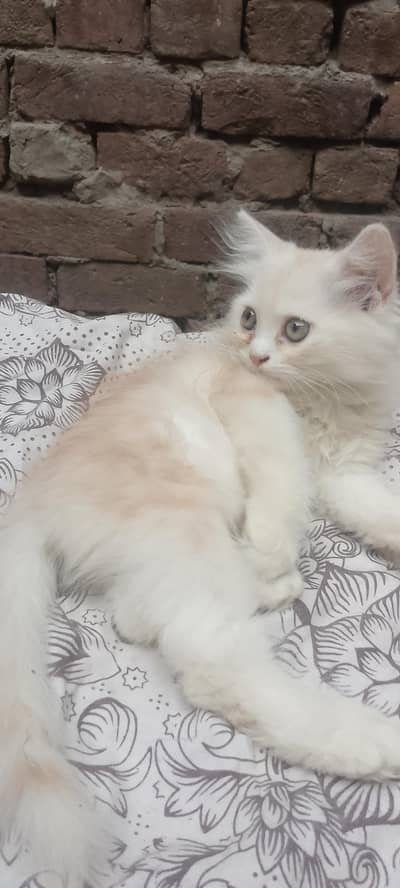 Triple caot Male kittens Available For sale