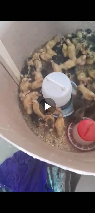 duck chicks
