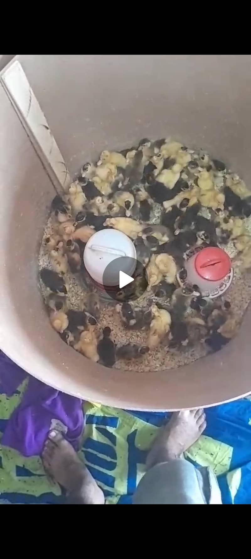 duck chicks 1