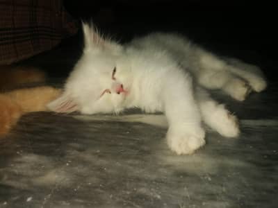 Persian Cat Pair 20k