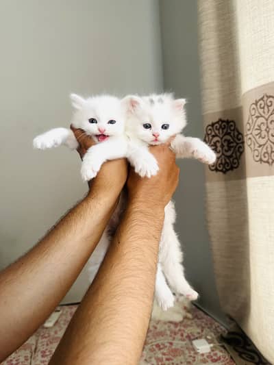Long Coated Persian kittens For Sale