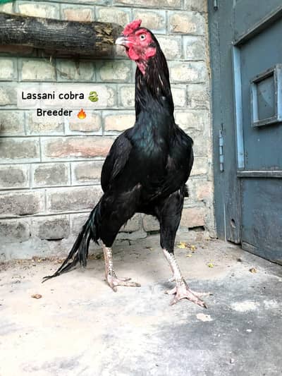 Aseel laniani mushka patha hi quality