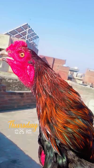 Pokya