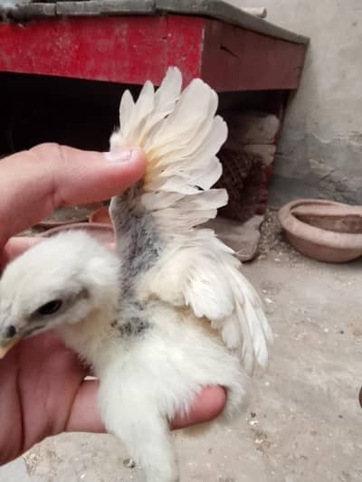 Dragon all Chick's available.