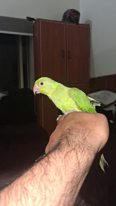 green parrot
