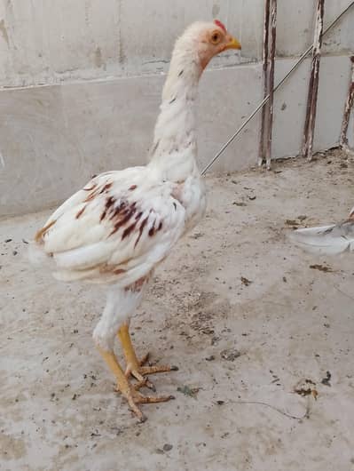 healthy and active chicks