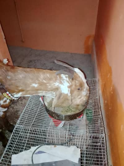 makhi chini bkri