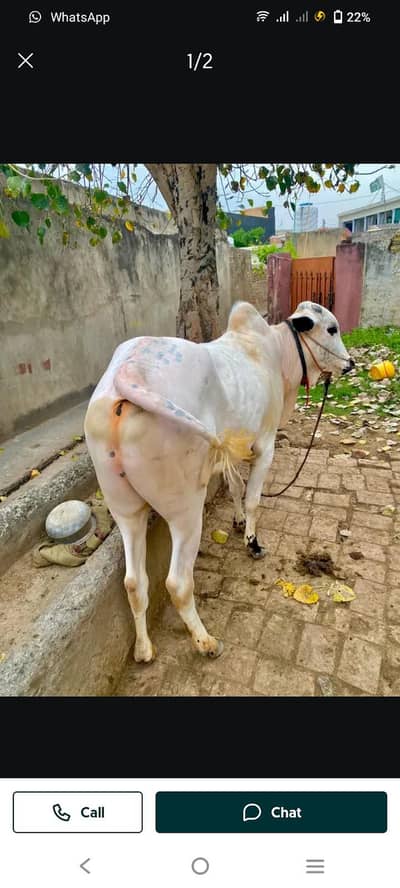 bull for sale