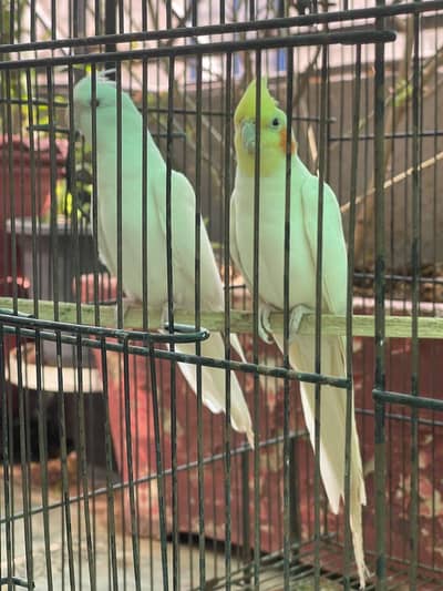 Beautiful Breeder Pair