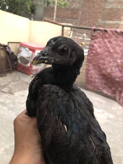black drgaon female