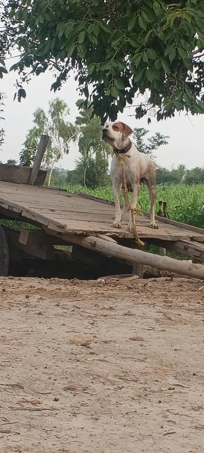 English pointer breedar female 03437440358