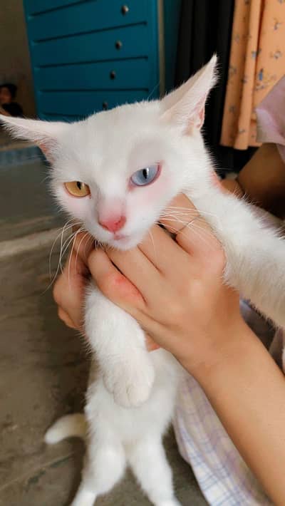 hight quality bule eyes cat