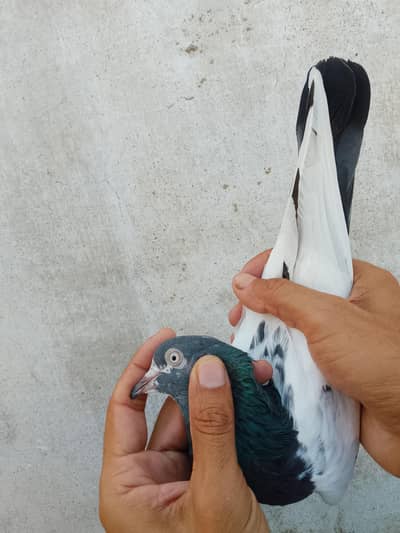pigeon for sale
