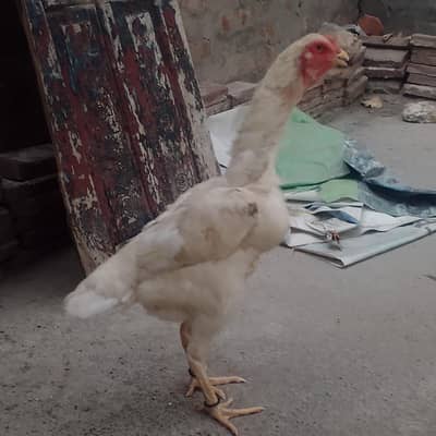 aseel white shamoo female like g height ful active