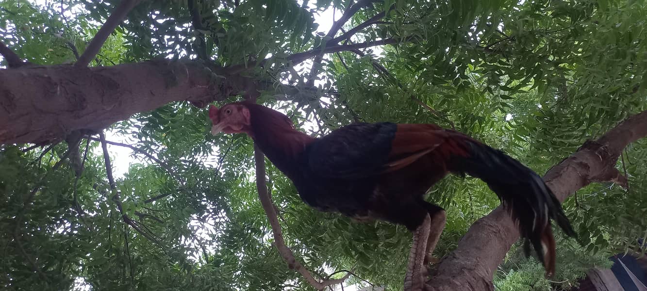two hens 0