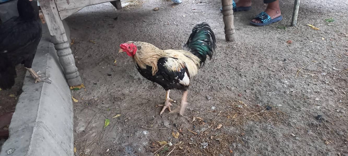 two hens 2