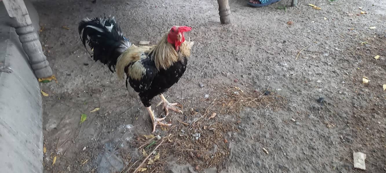 two hens 3
