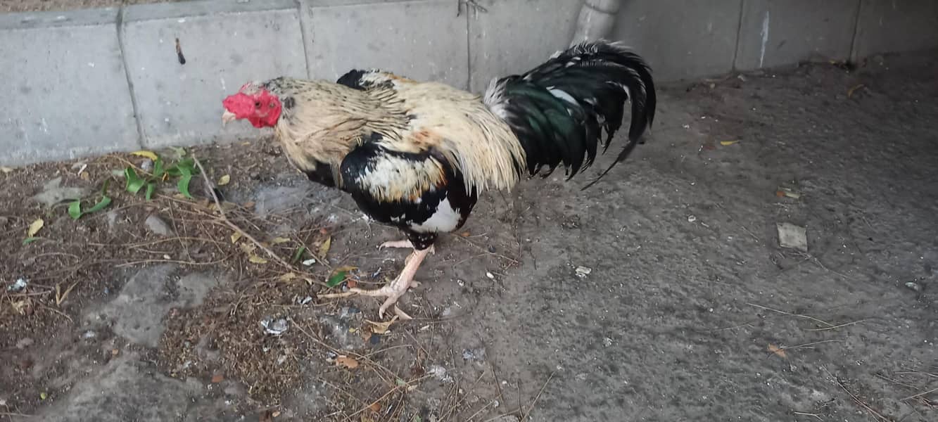 two hens 4