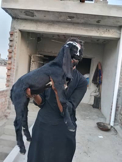 BEETAL BACHA FOR SALE
