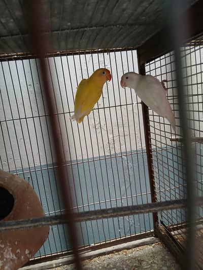 pears kam karne ke kuch takreeban 10 se 12 pear hen