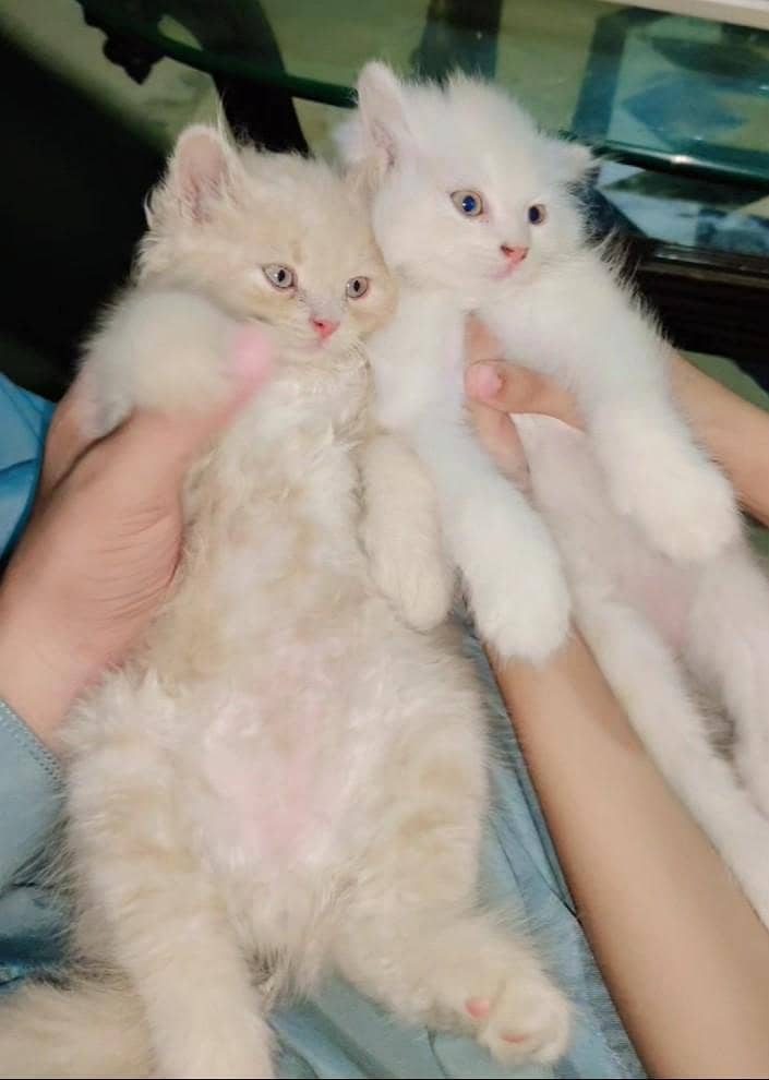 Pursion cat 0