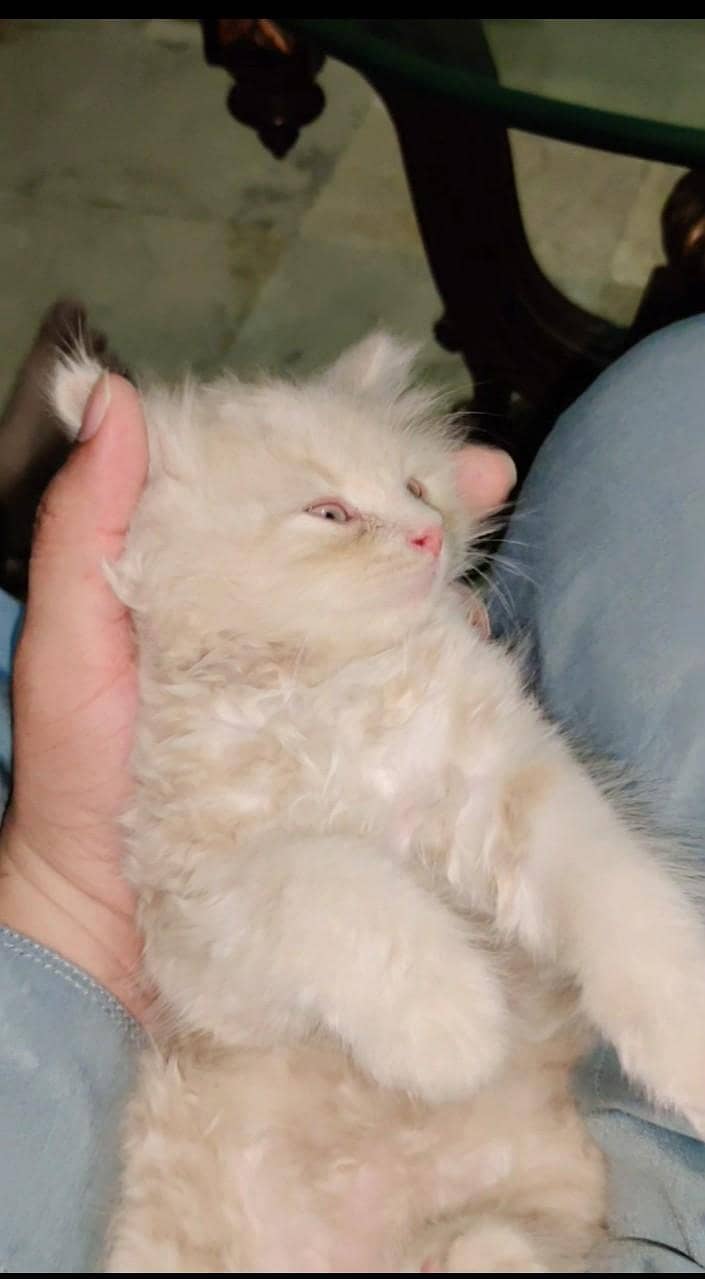 Pursion cat 1
