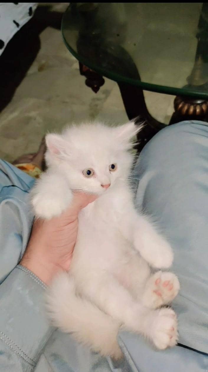 Pursion cat 2