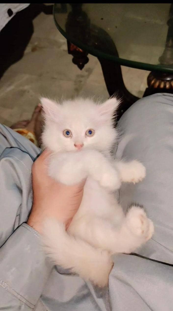 Pursion cat 3