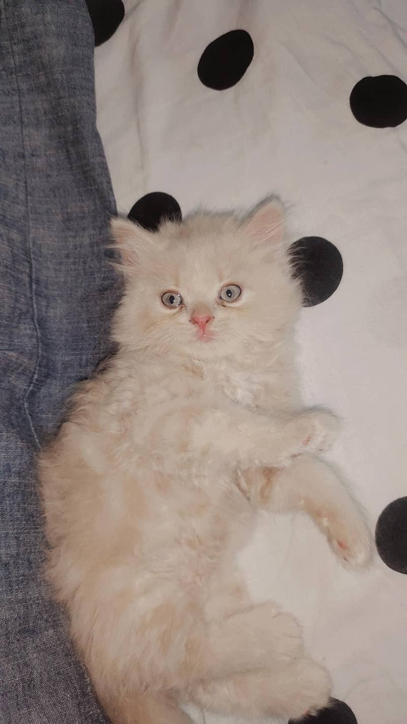 Pursion cat 4