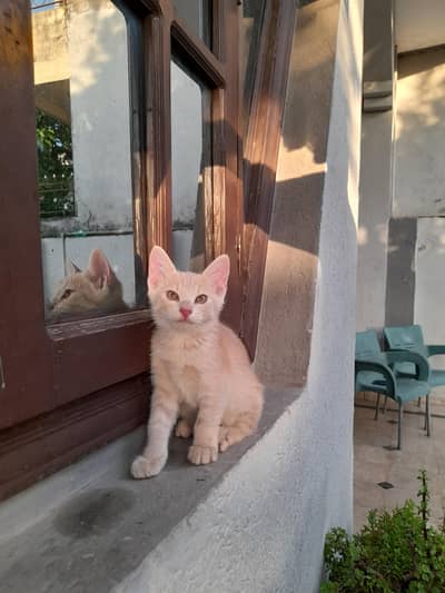 Mogi kittens