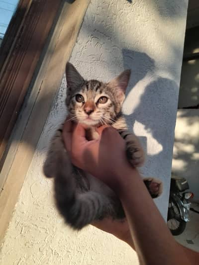 Mogi kittens