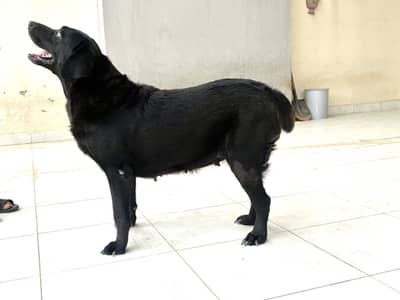 Black Labrador Female