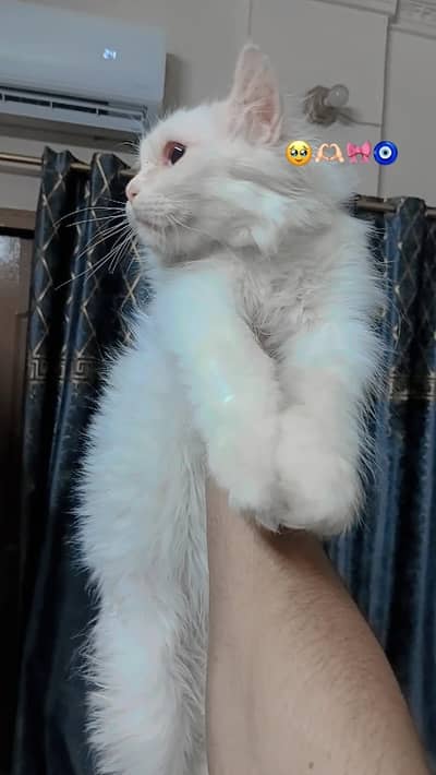 blue eyes parsian female kitten