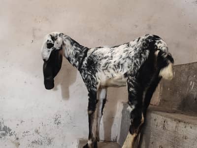 desi bakri