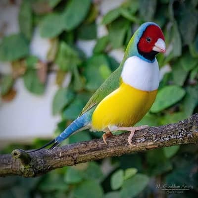 Goulden finch