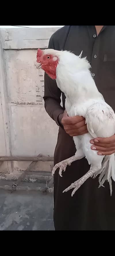 paper white Heera Breeder / patha