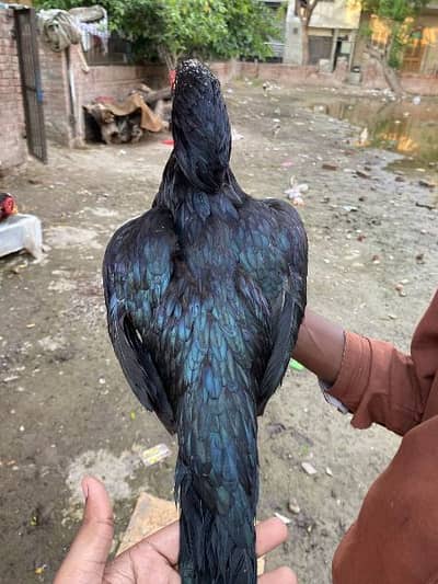 aseel lasani line murgi and murga for sale