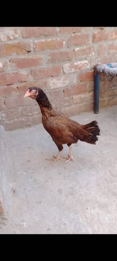 Aseel murgi